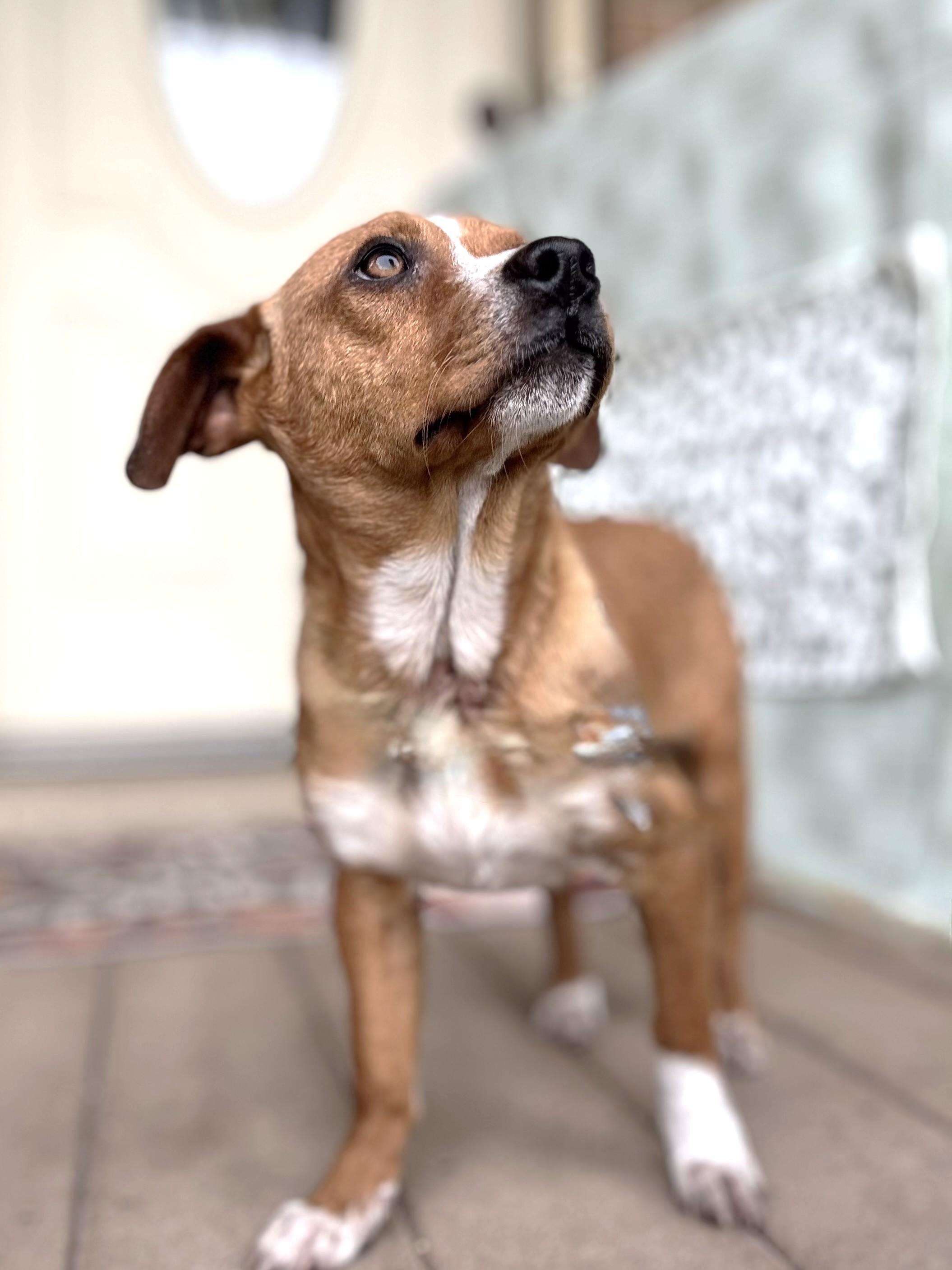 Ulli, a Adoptable mixed breed in West Chicago, IL image 3/3