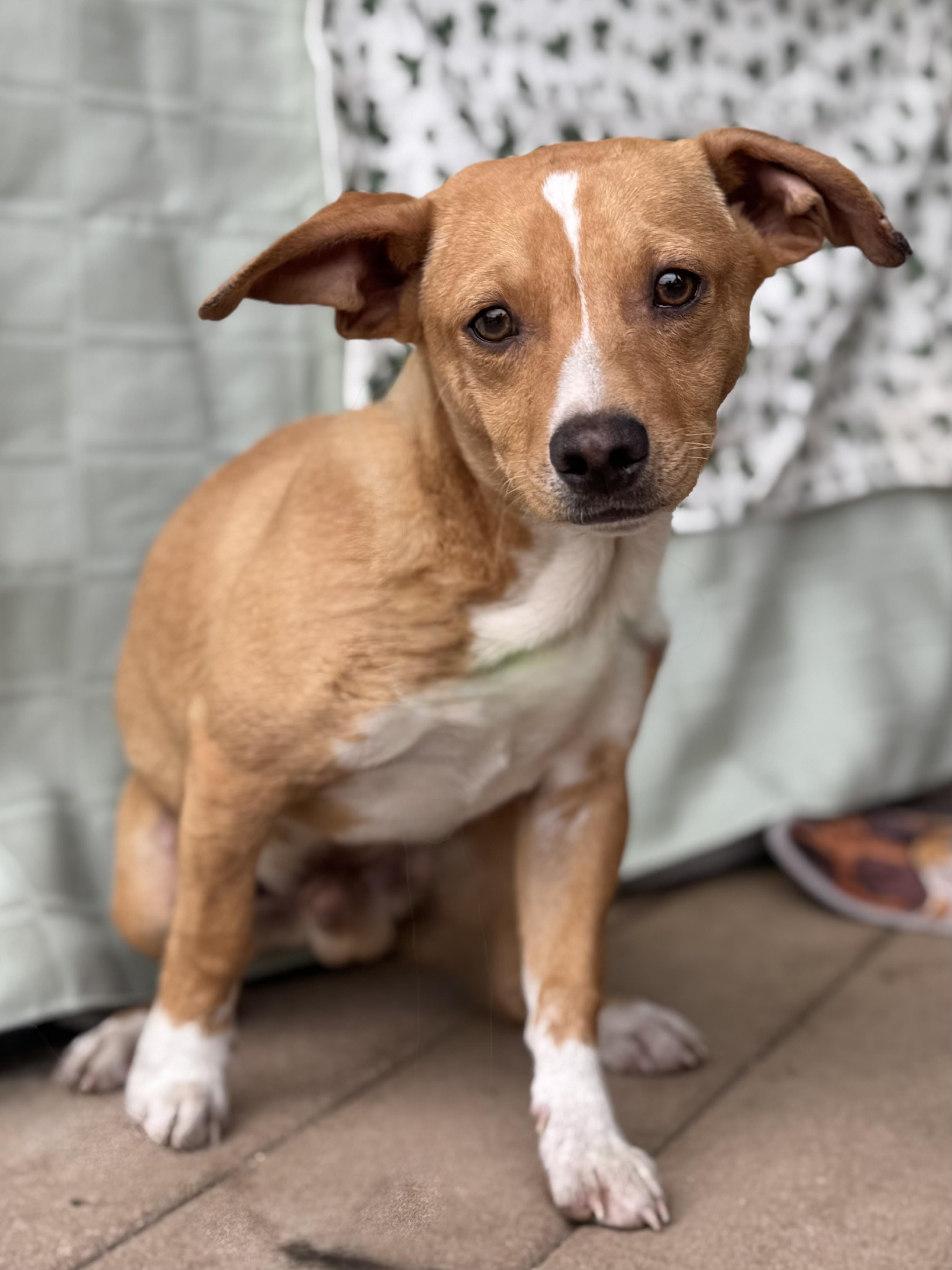 Ulli, a Adoptable mixed breed in West Chicago, IL image 1/3