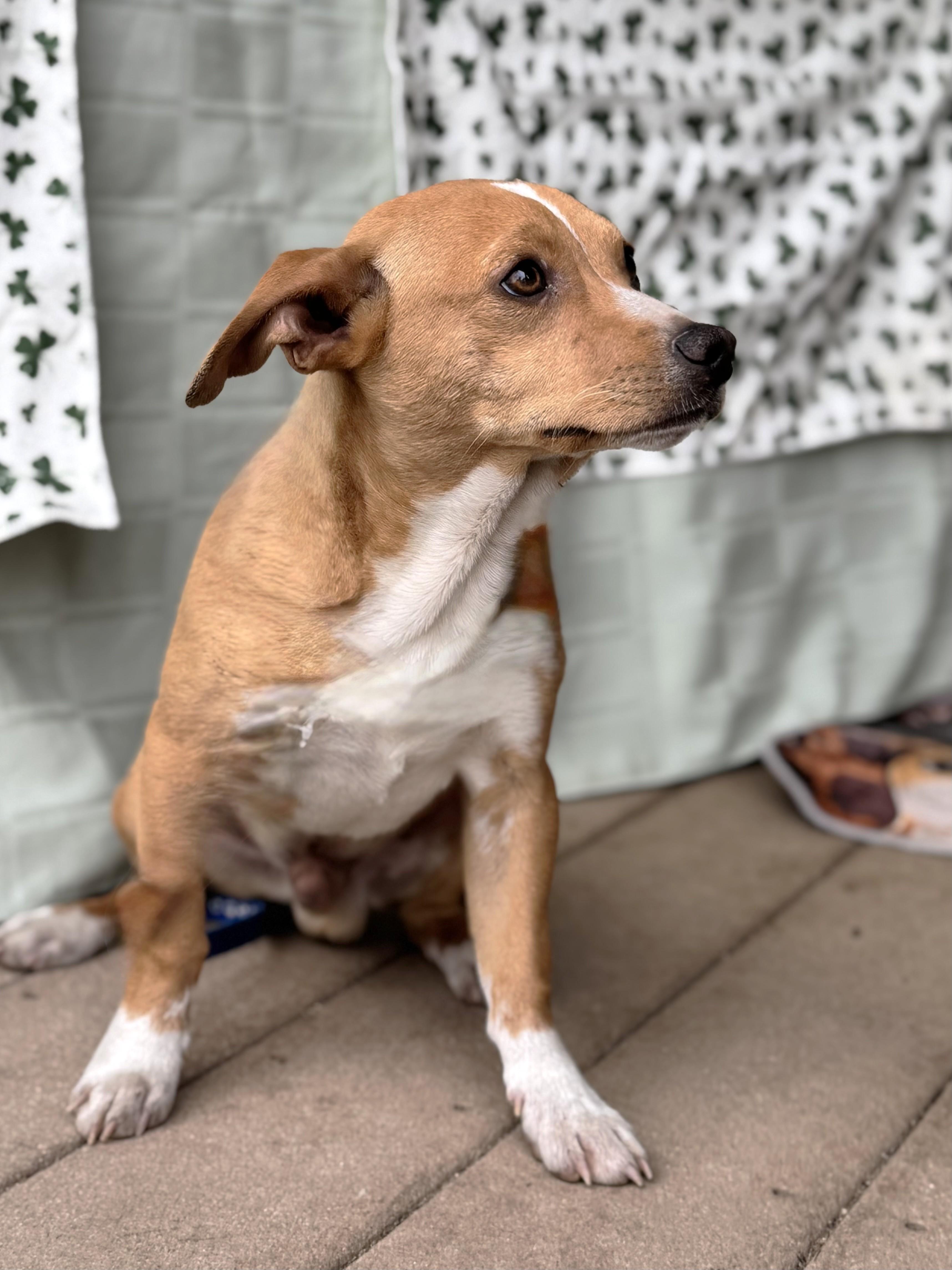 Ulli, a Adoptable mixed breed in West Chicago, IL image 2/3