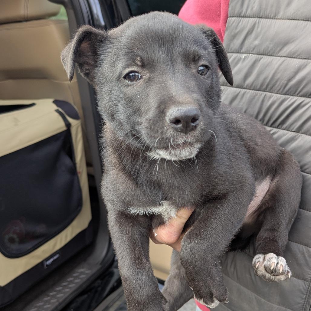 Enlarge Tank, a Adoptable Mixed Breed in Williston, FL image 1/1
