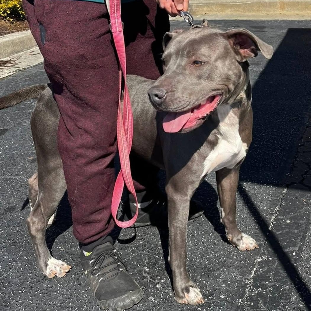 Enlarge Willie - GORGEOUS Athlete!!, a ADOPTABLE mixed breed in Buford, GA image 2/6