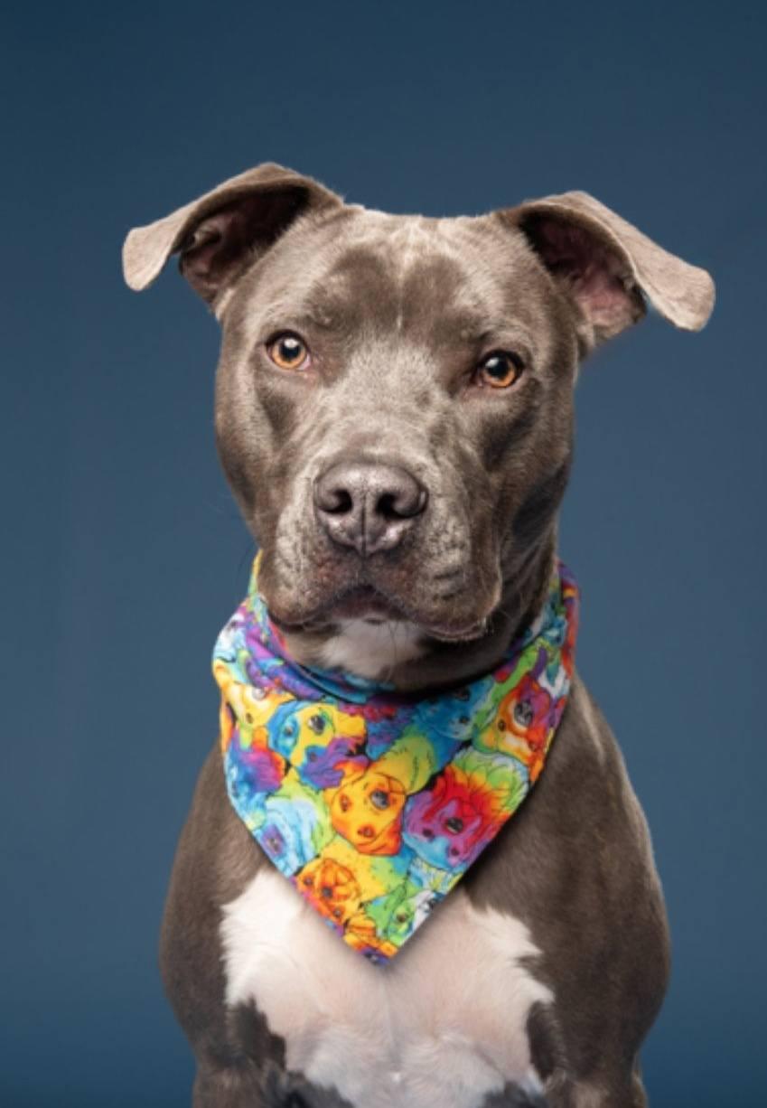 Enlarge Willie - GORGEOUS Athlete!!, a ADOPTABLE mixed breed in Buford, GA image 6/6