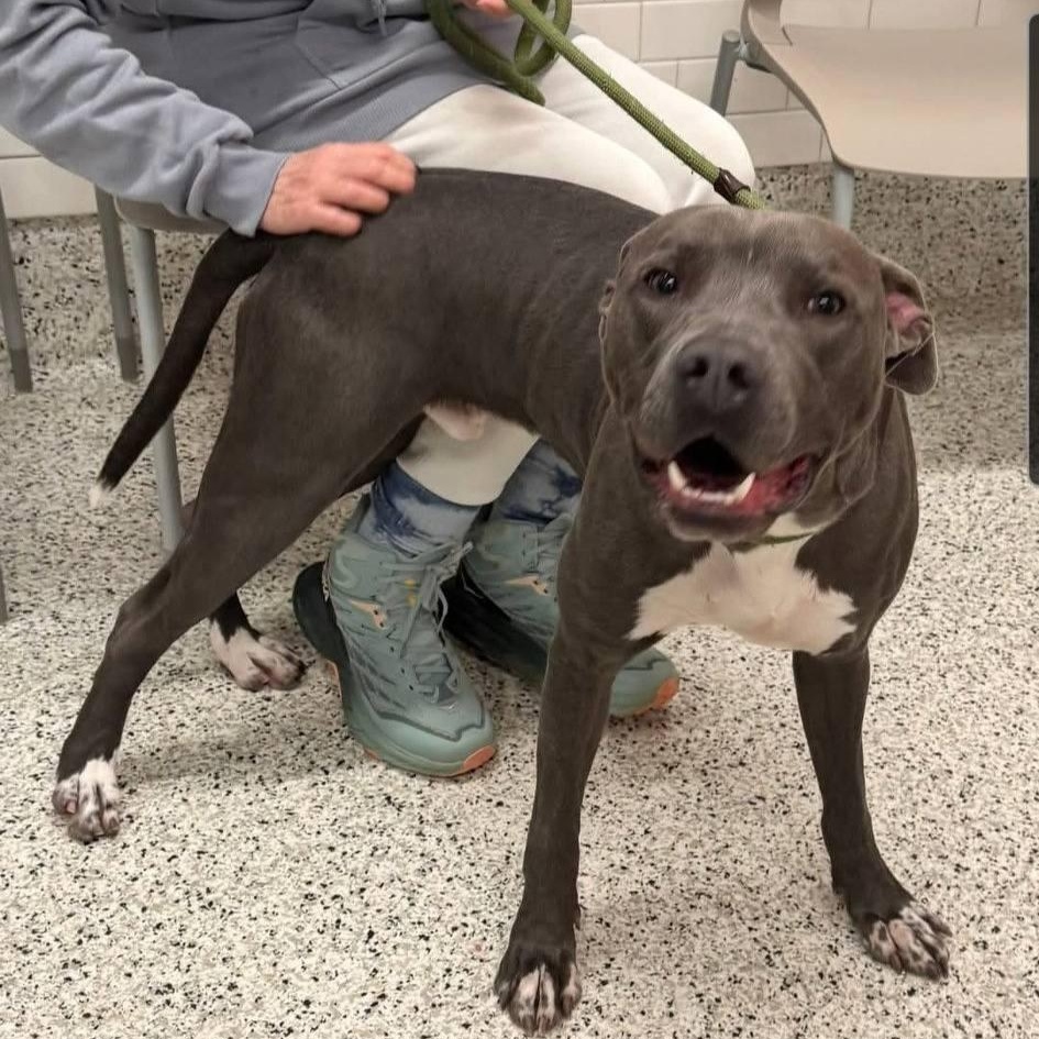 Enlarge Willie - GORGEOUS Athlete!!, a ADOPTABLE mixed breed in Buford, GA image 4/6
