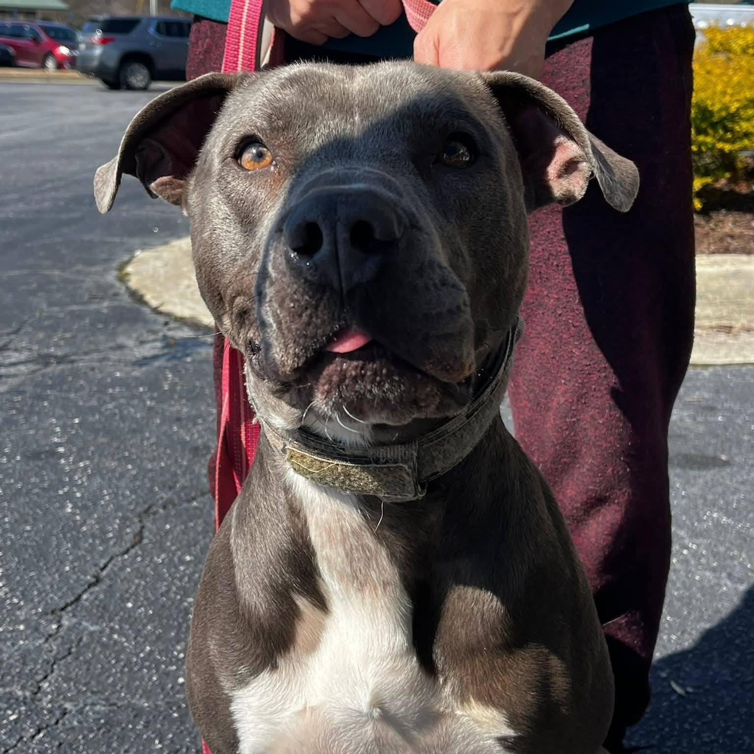 Enlarge Willie - GORGEOUS Athlete!!, a ADOPTABLE mixed breed in Buford, GA image 5/6