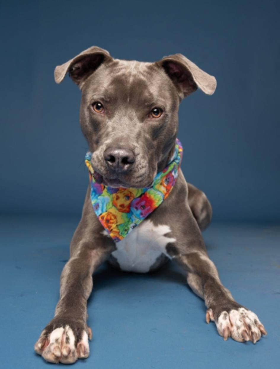 Willie - GORGEOUS Athlete!!, ADOPTABLE, Adult Male American Staffordshire Terrier & Weimaraner.
