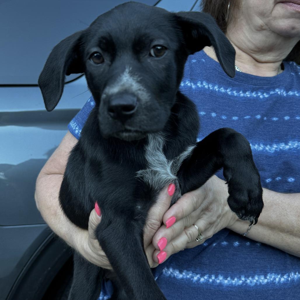 NY Honey Bun Avail Jun 13 (Choice Pet Carmel), a Adoptable mixed breed in Eastford, CT image 3/3