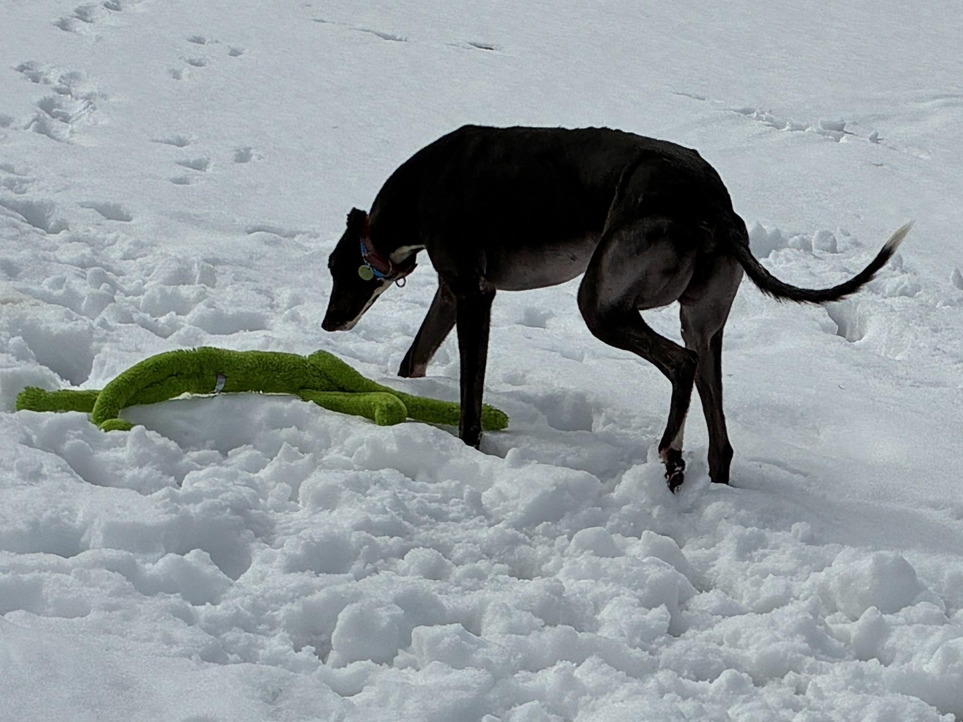 TS Jon Jones "JJ", ADOPTABLE, Adult Male Greyhound.