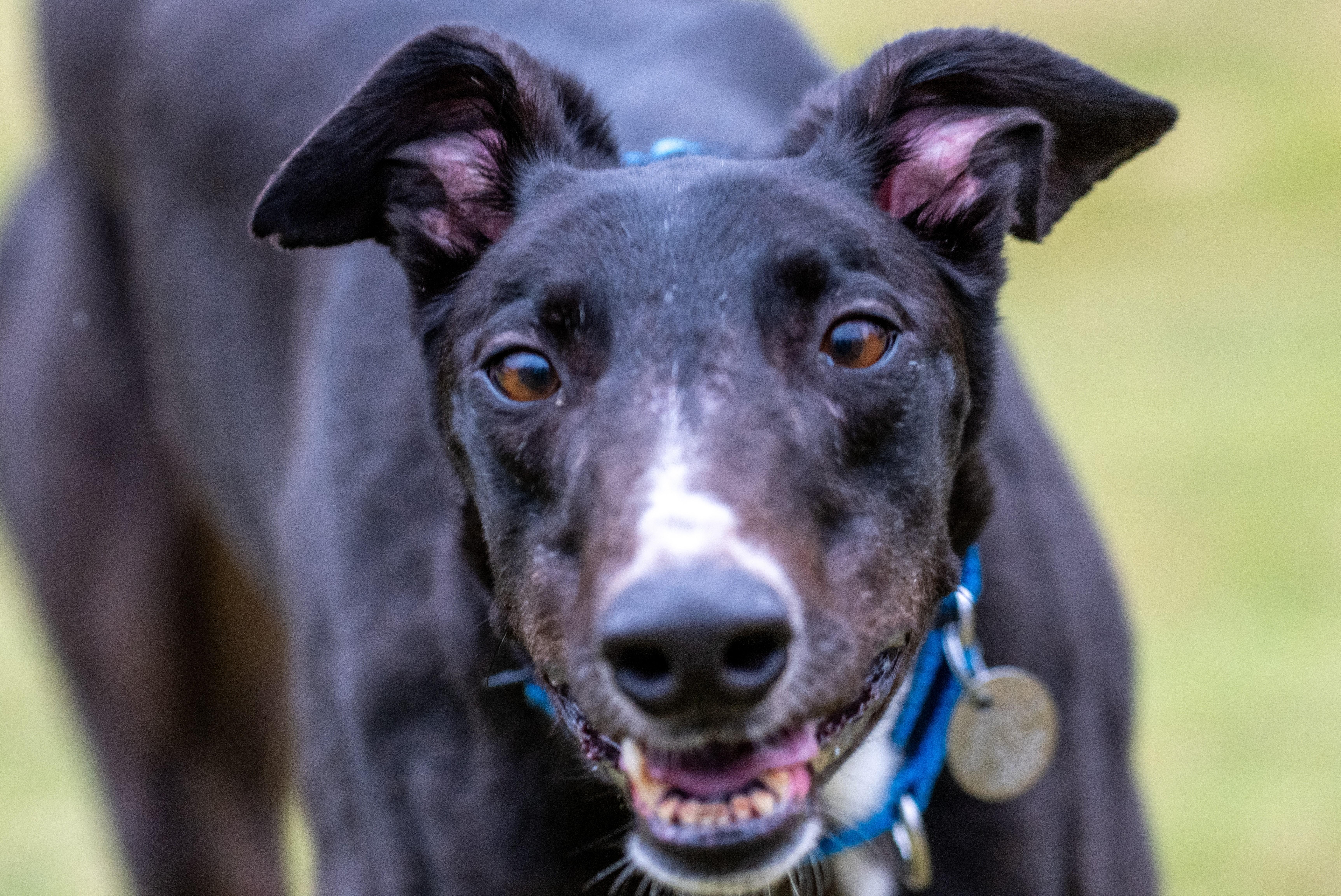 TS Jon Jones "JJ", an adoption pending Greyhound in Chagrin Falls, OH image 1/3