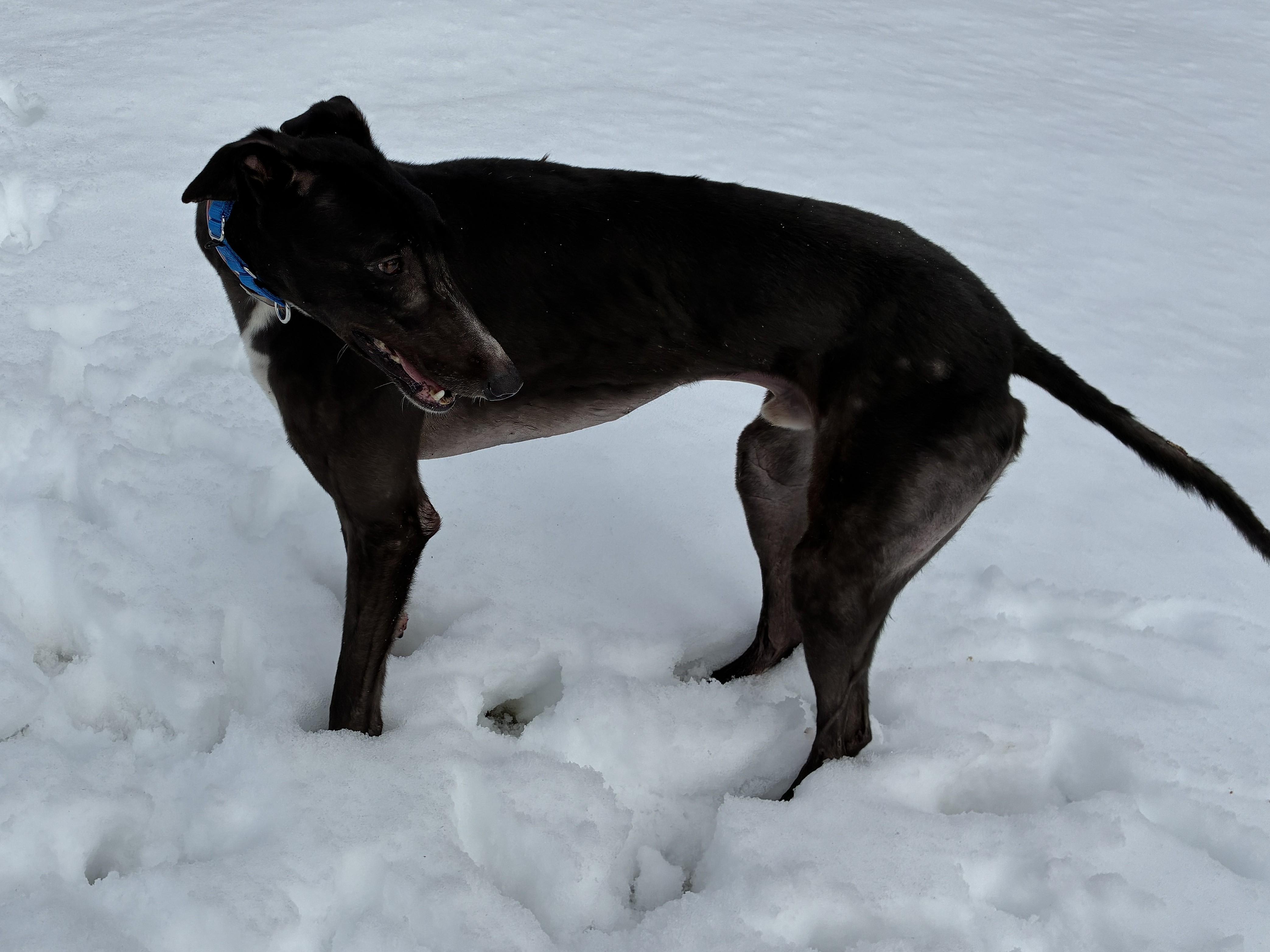 TS Jon Jones "JJ", a ADOPTABLE Greyhound in Chagrin Falls, OH image 2/3
