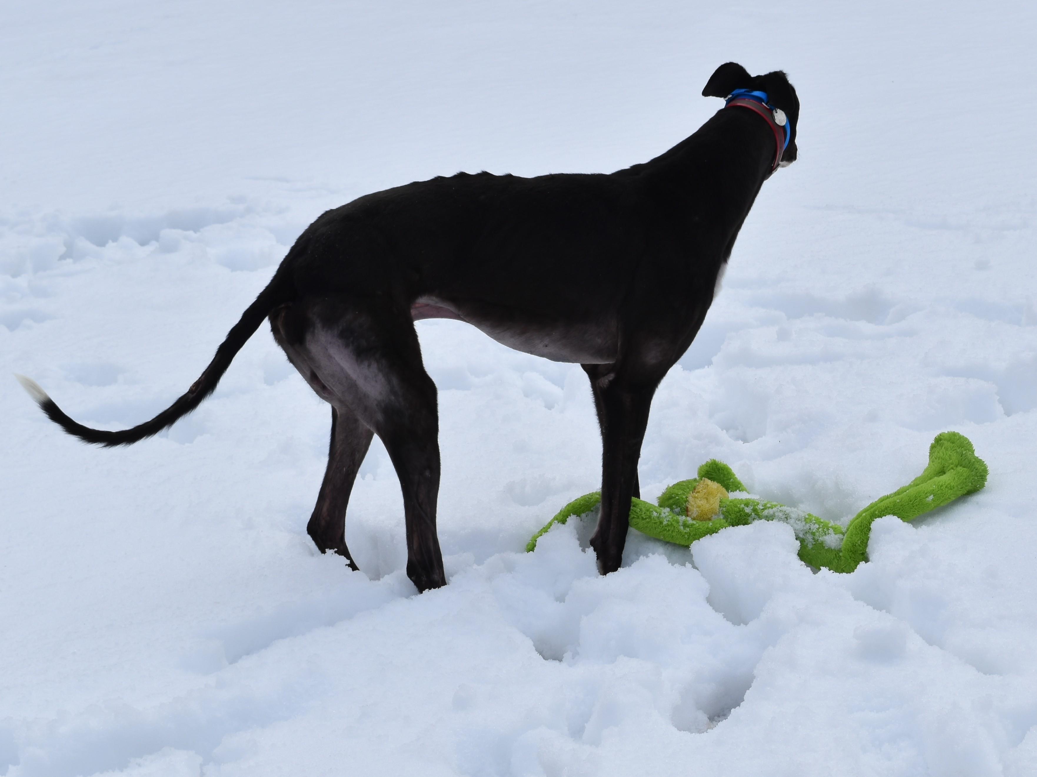 TS Jon Jones "JJ", a ADOPTABLE Greyhound in Chagrin Falls, OH image 3/3