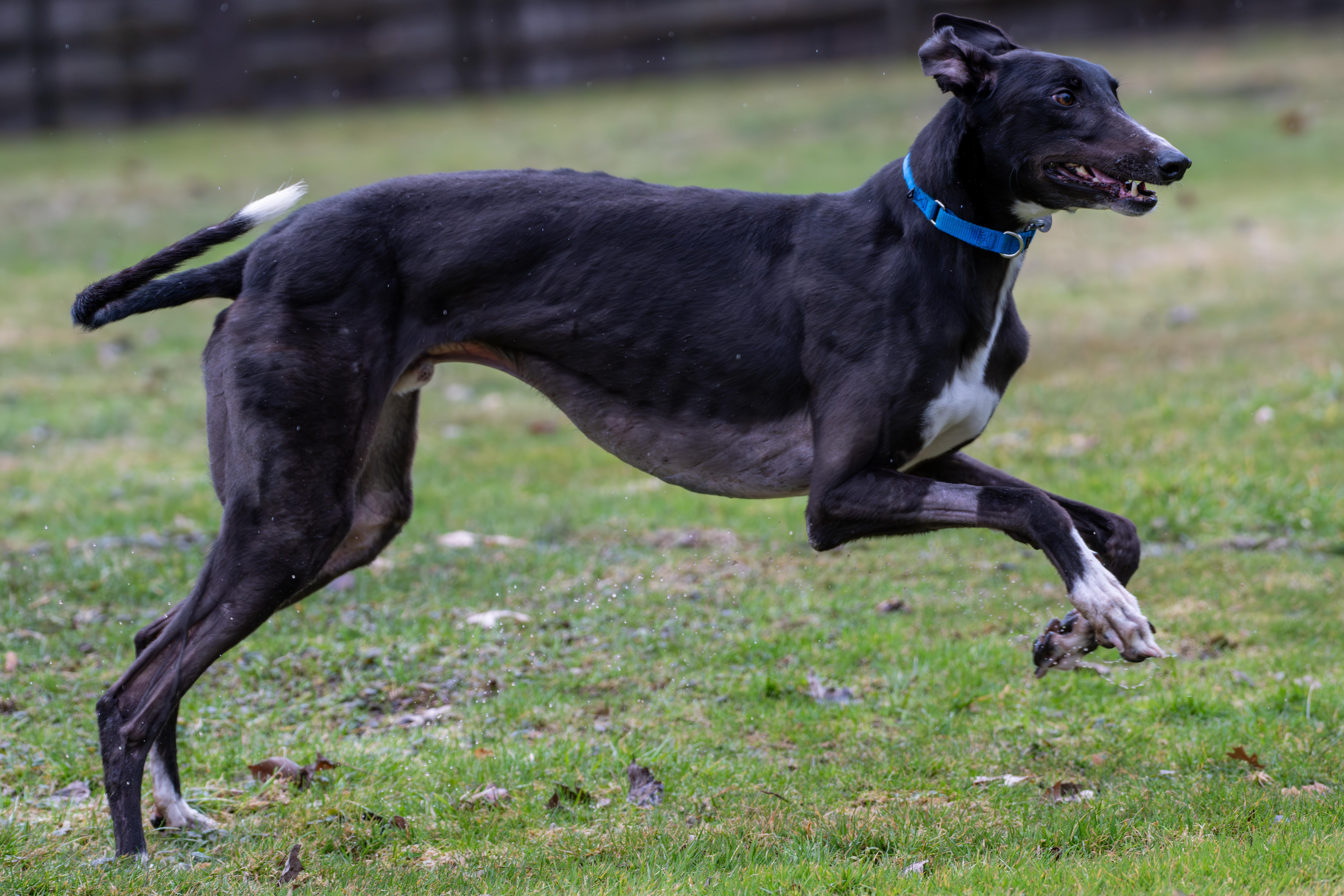 TS Jon Jones "JJ", an adoption pending Greyhound in Chagrin Falls, OH image 2/3