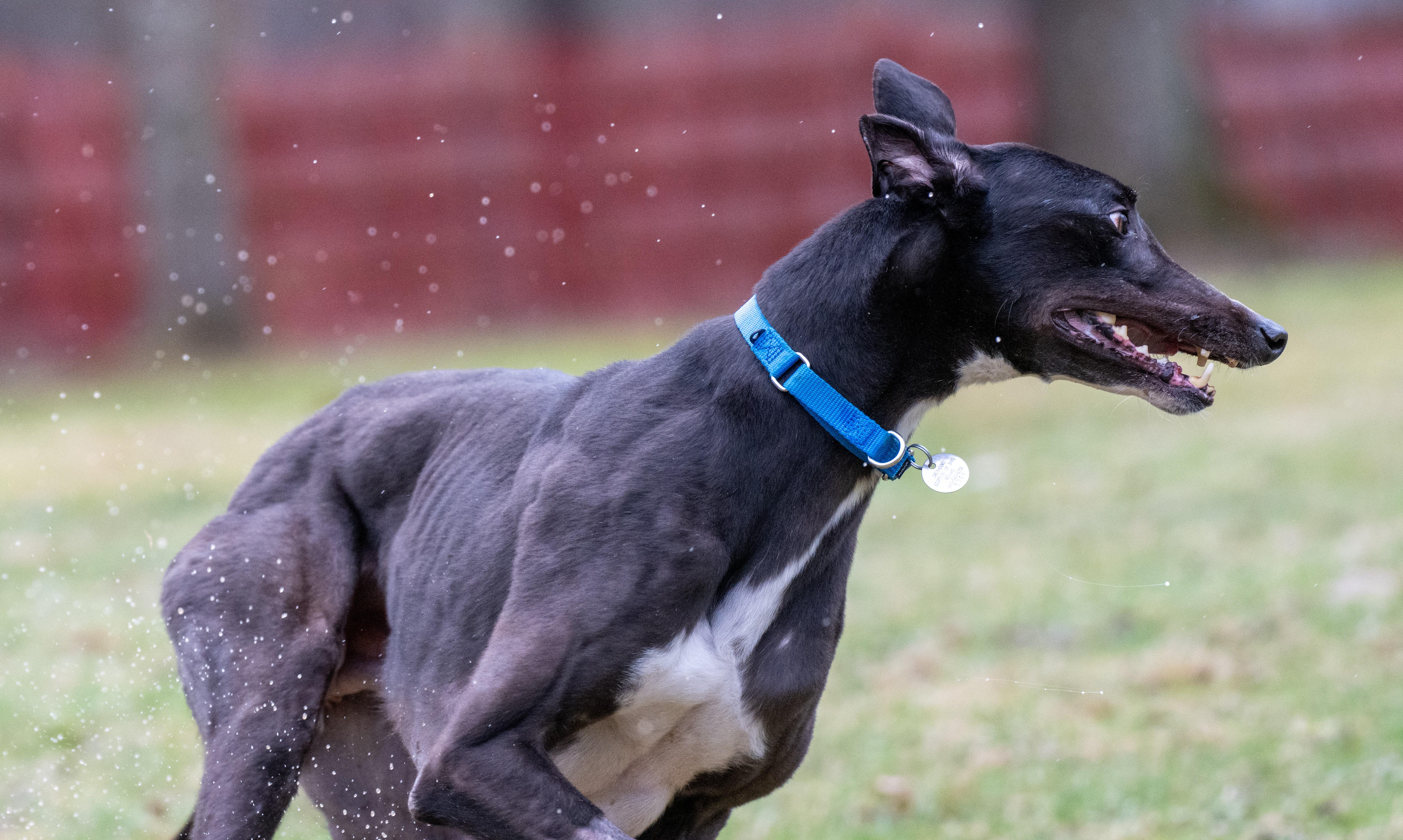 TS Jon Jones "JJ", an adoption pending Greyhound in Chagrin Falls, OH image 3/3