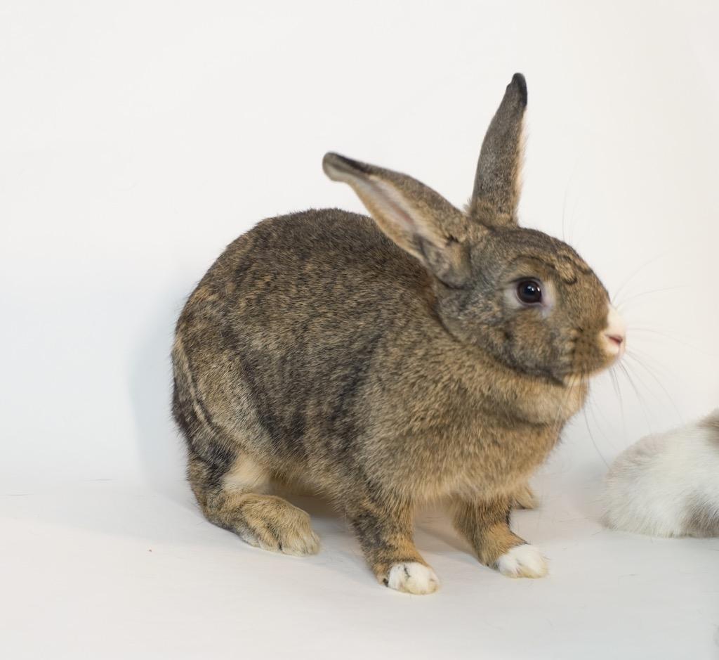 Pixie Dust, Adoptable, Adult Female Bunny Rabbit.