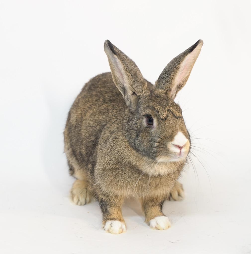 Enlarge Pixie Dust, a Adoptable Bunny Rabbit in San Francisco, CA image 2/6