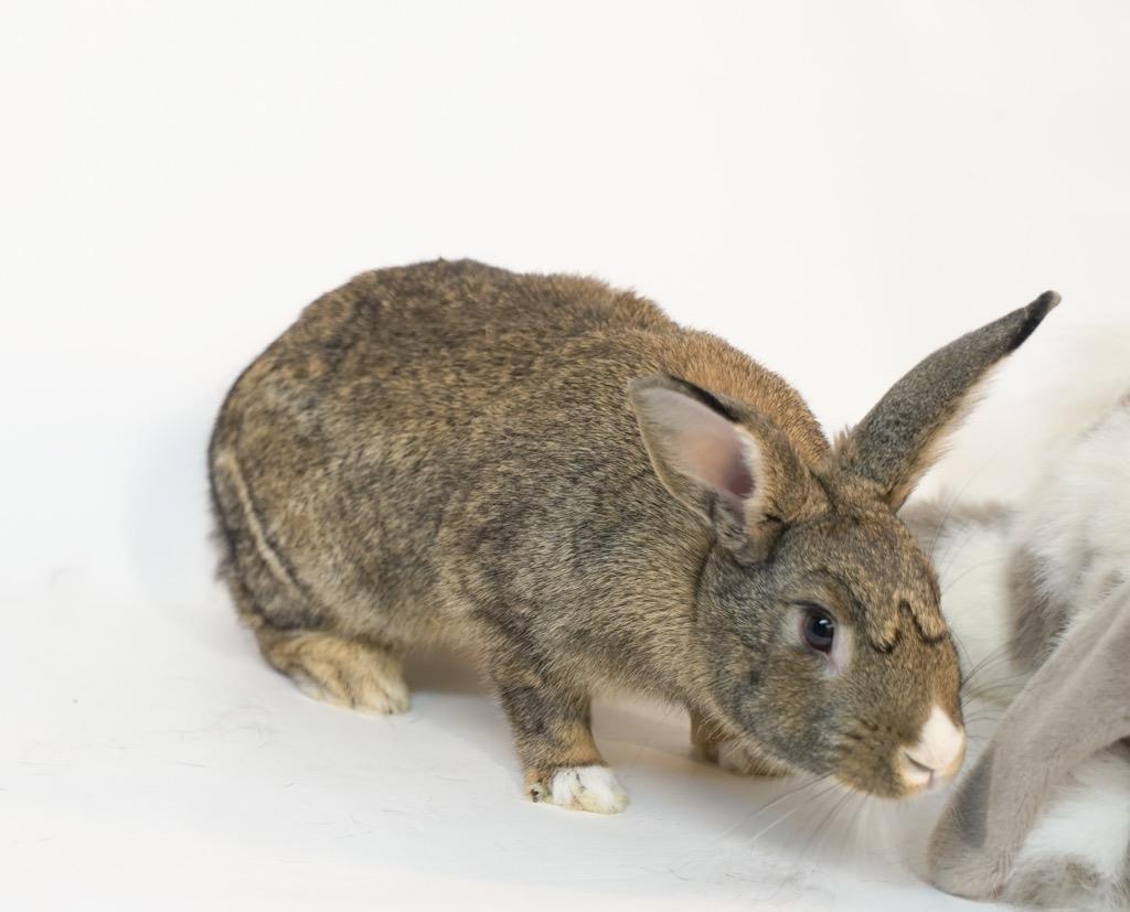 Enlarge Pixie Dust, a Adoptable Bunny Rabbit in San Francisco, CA image 3/6