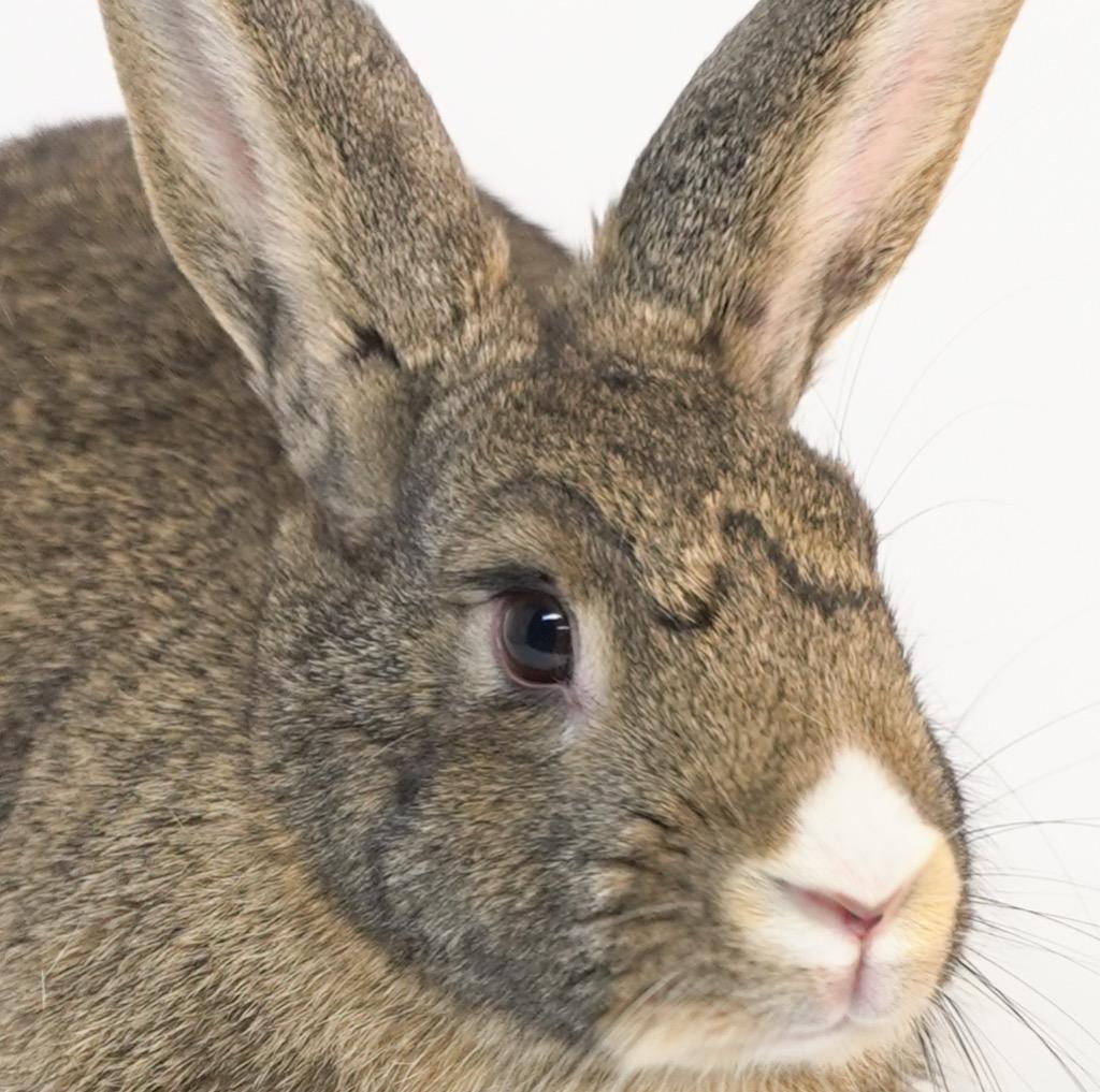 Enlarge Pixie Dust, a Adoptable Bunny Rabbit in San Francisco, CA image 4/6