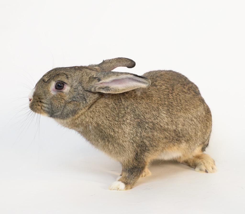Enlarge Pixie Dust, a Adoptable Bunny Rabbit in San Francisco, CA image 5/6