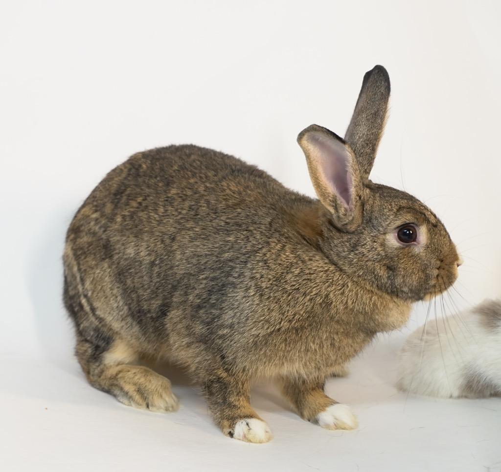 Enlarge Pixie Dust, a Adoptable Bunny Rabbit in San Francisco, CA image 6/6