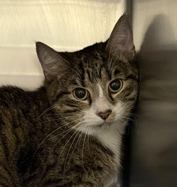 Enlarge Bug, a Adoptable mixed breed in Golden, CO image 1/1