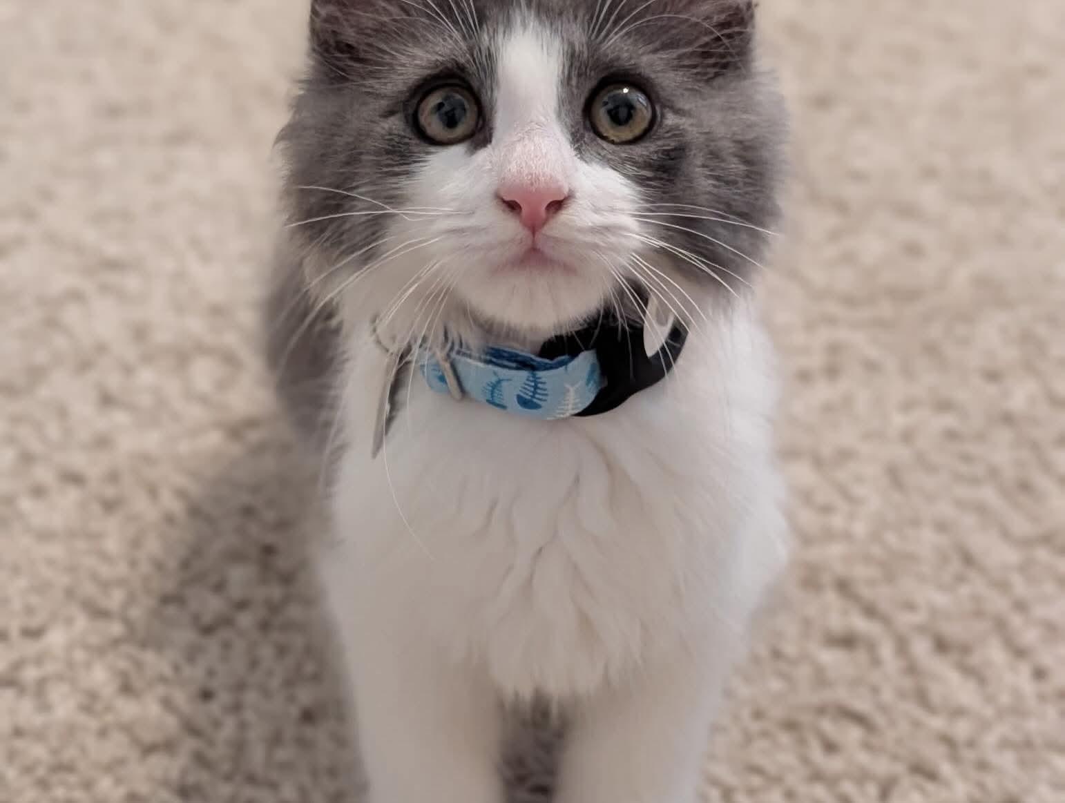 Enlarge Austin, an adopted Domestic Medium Hair in Abbeville, SC image 3/4