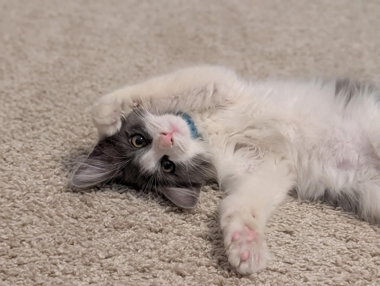 Enlarge Austin, an adopted Domestic Medium Hair in Abbeville, SC image 2/4