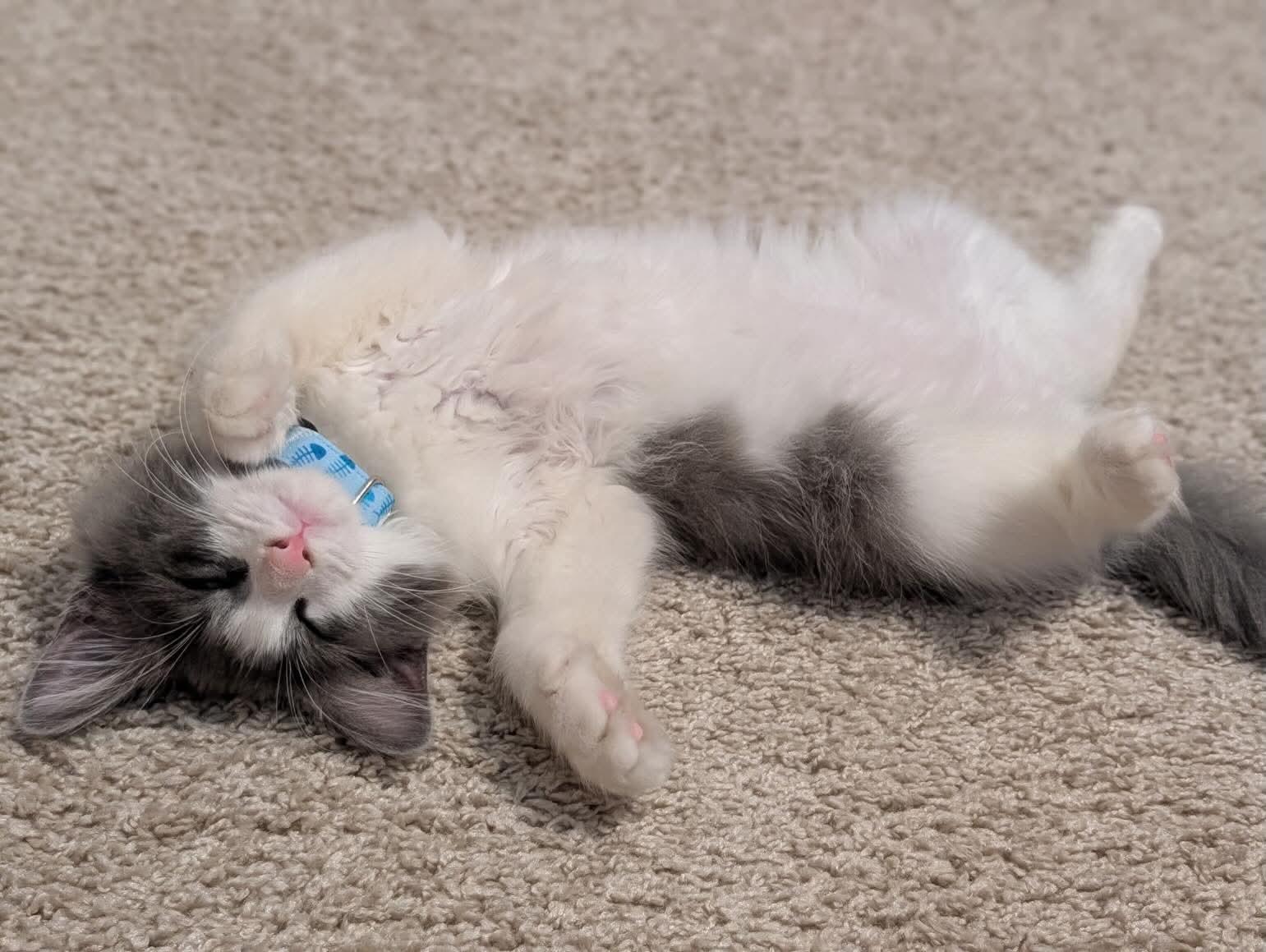 Enlarge Austin, an adopted Domestic Medium Hair in Abbeville, SC image 4/4