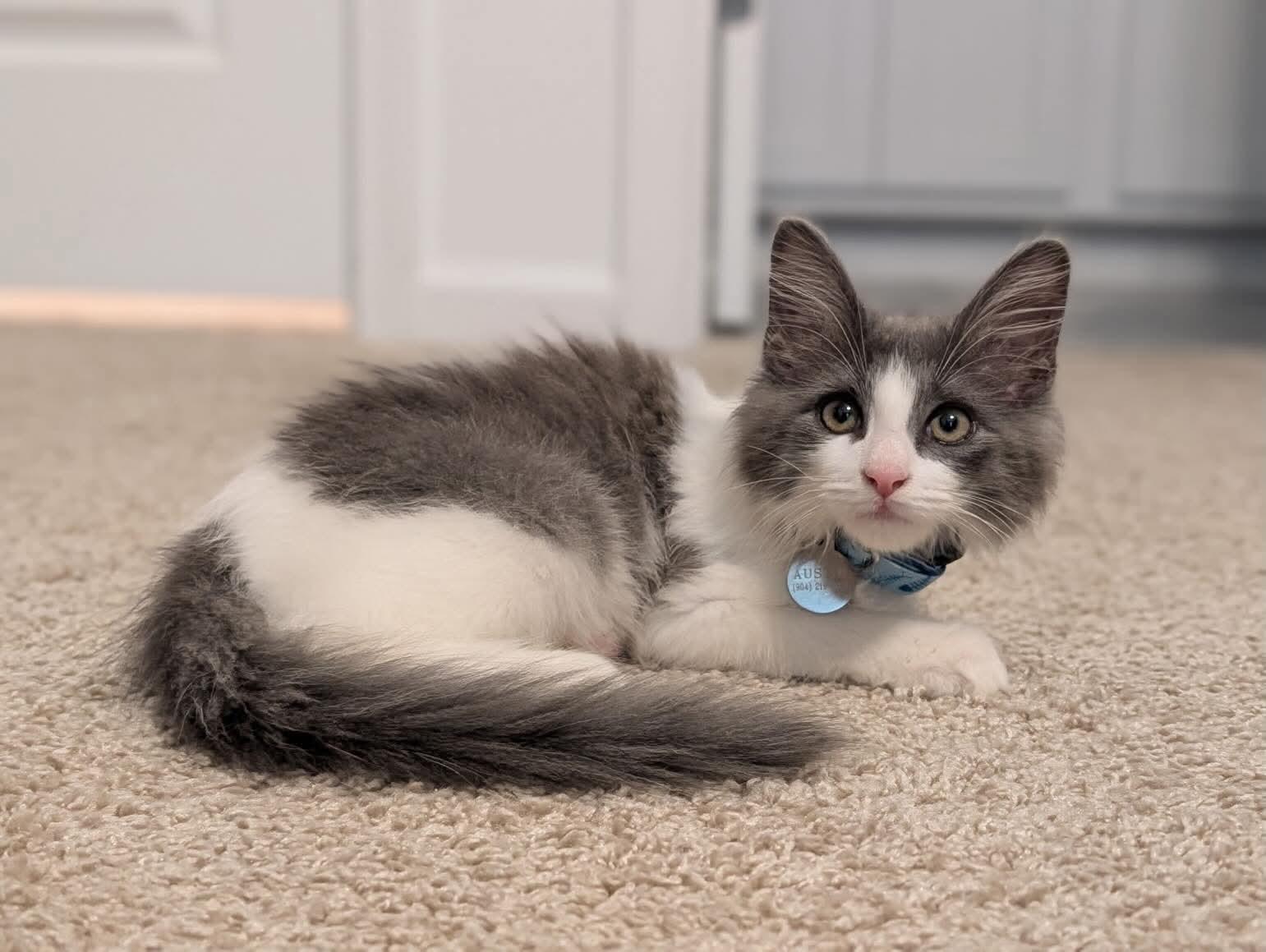 Austin, adopted, Kitten Male Domestic Medium Hair.