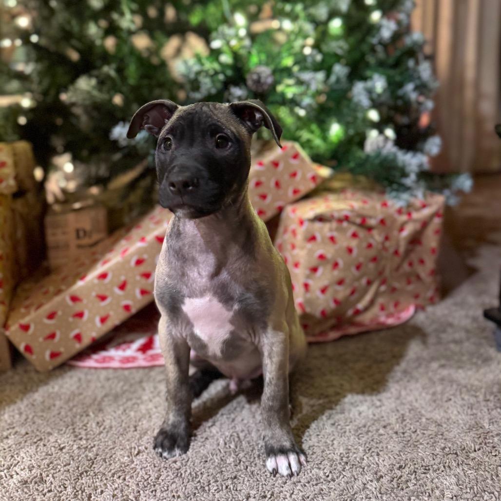 Blue Suede Shoe Eau thumbnail 3