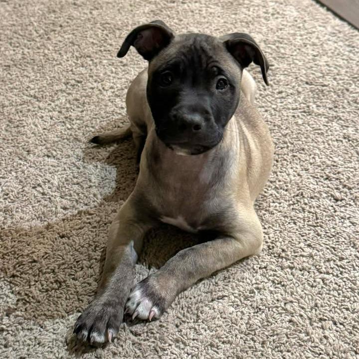 Blue Suede Shoe Eau thumbnail 5