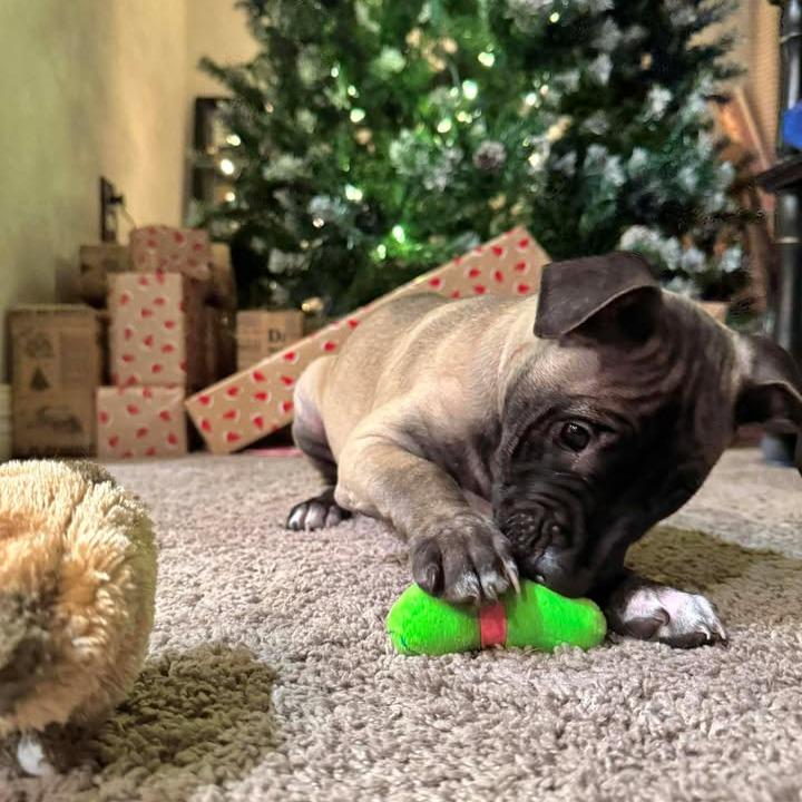 Blue Suede Shoe Eau thumbnail 6