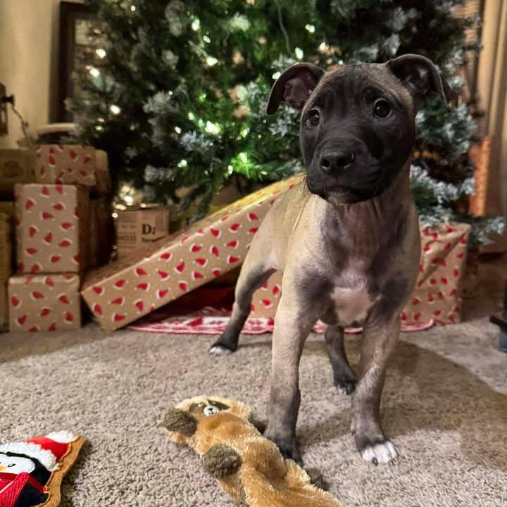 Blue Suede Shoe Eau thumbnail 7