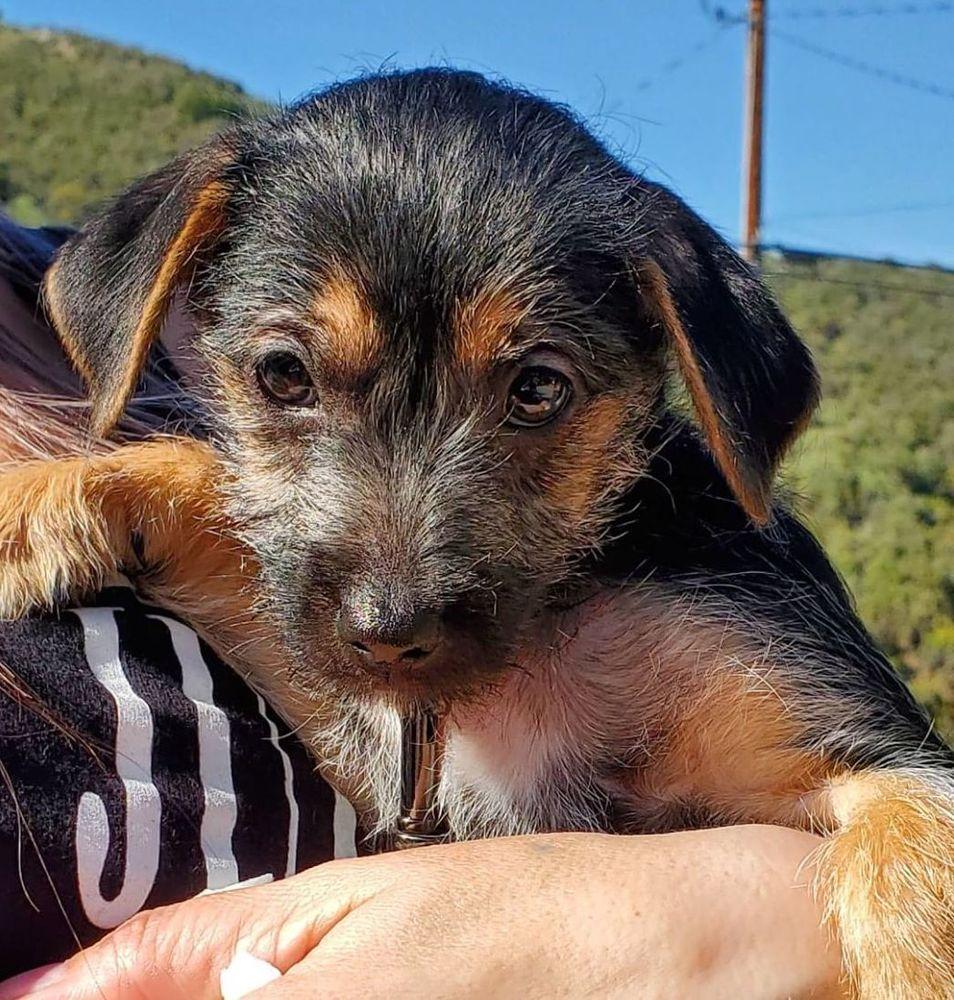 Enlarge Broc, a Adopted mixed breed in Windsor, CA image 1/1