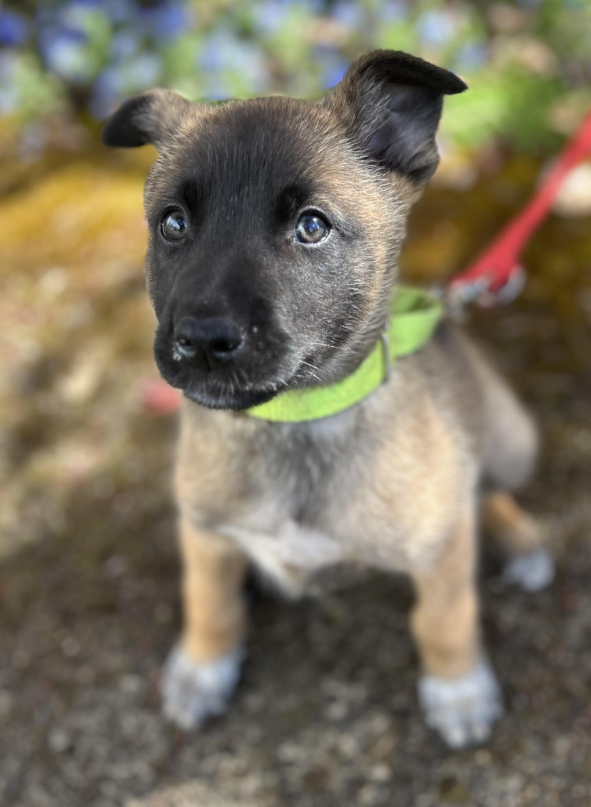 Enlarge Ozzy, an adopted mixed breed in Tigard, OR image 2/5