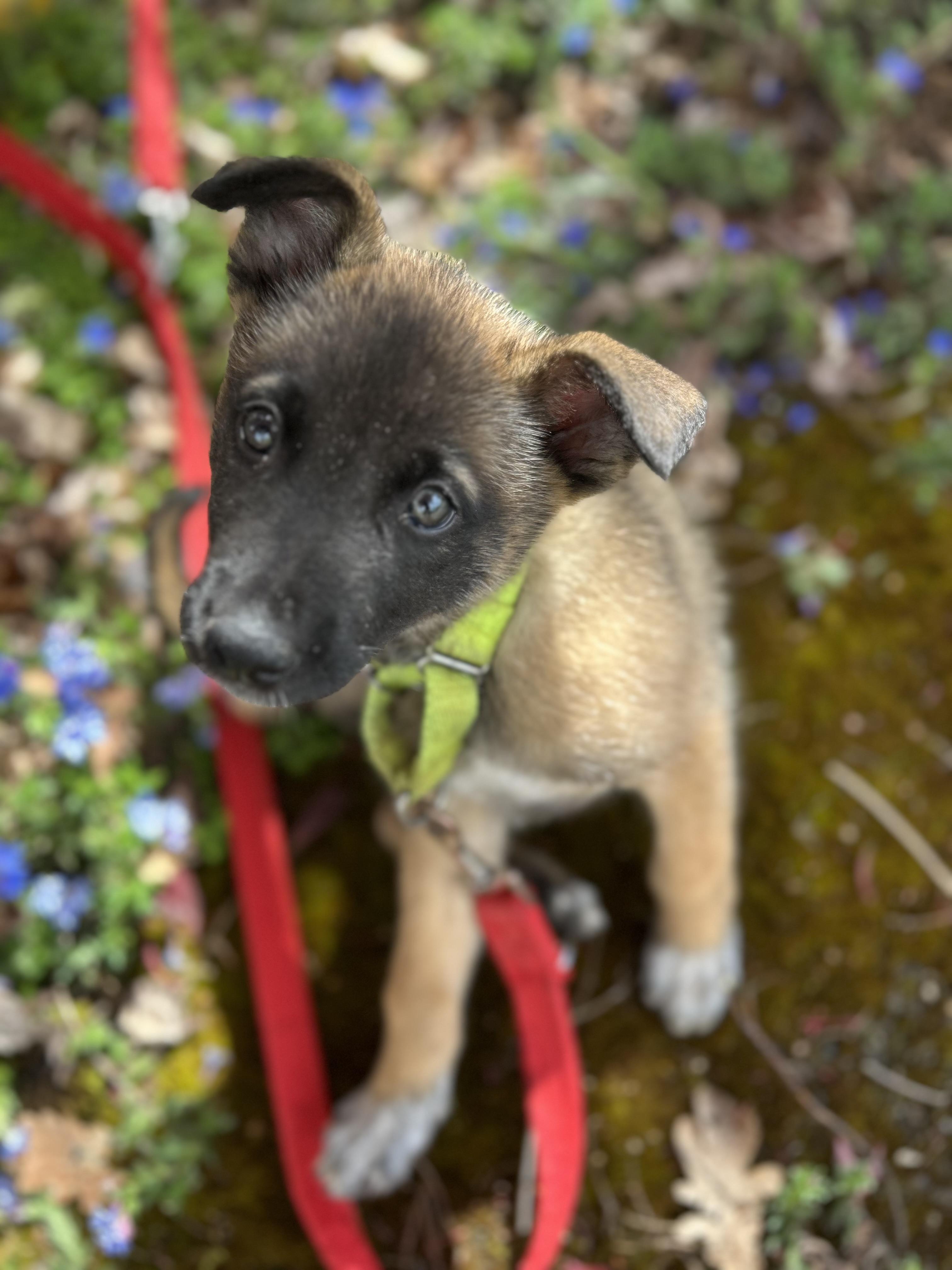 Enlarge Ozzy, an adopted mixed breed in Tigard, OR image 4/5