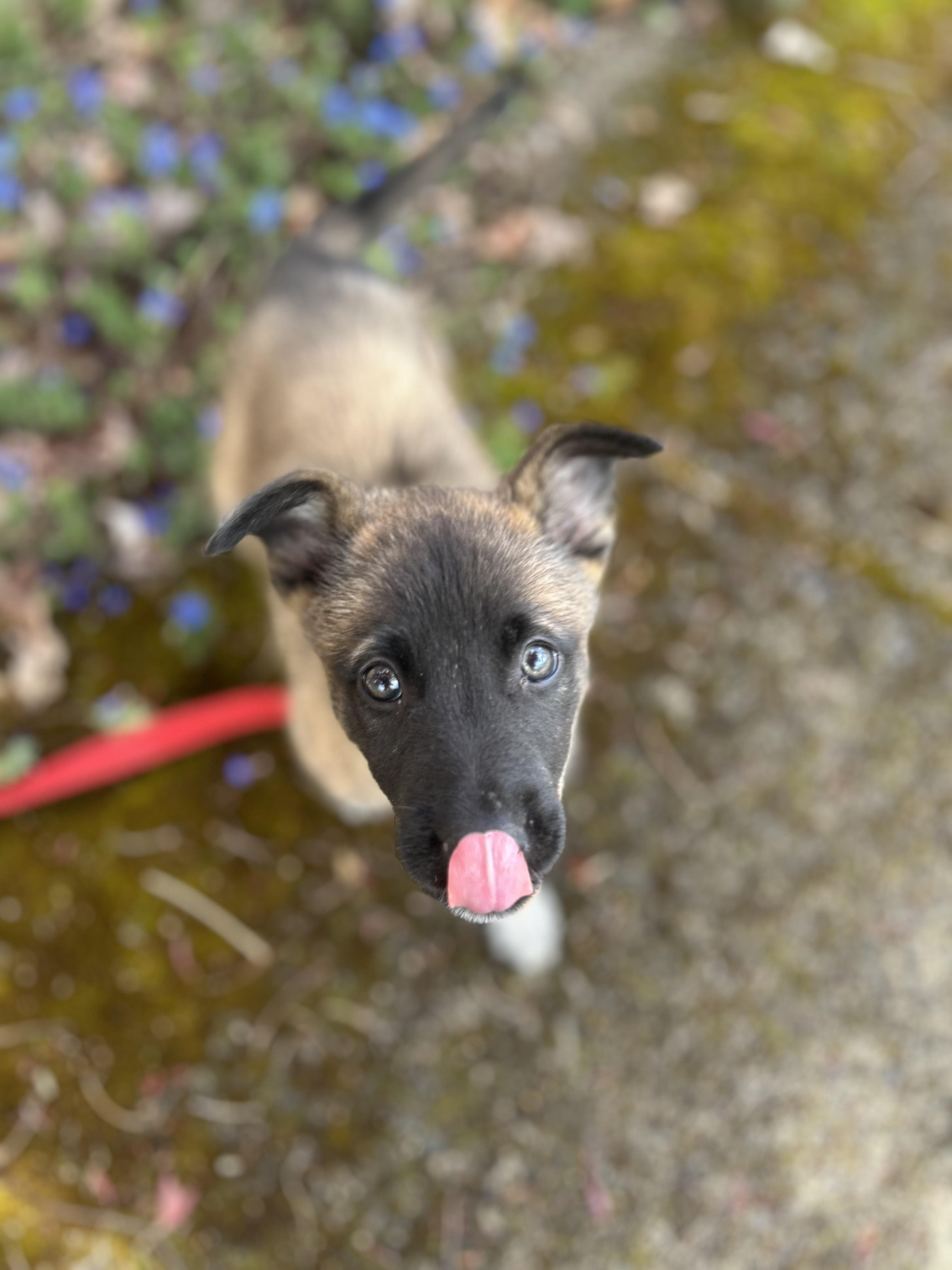 Enlarge Ozzy, an adopted mixed breed in Tigard, OR image 3/5