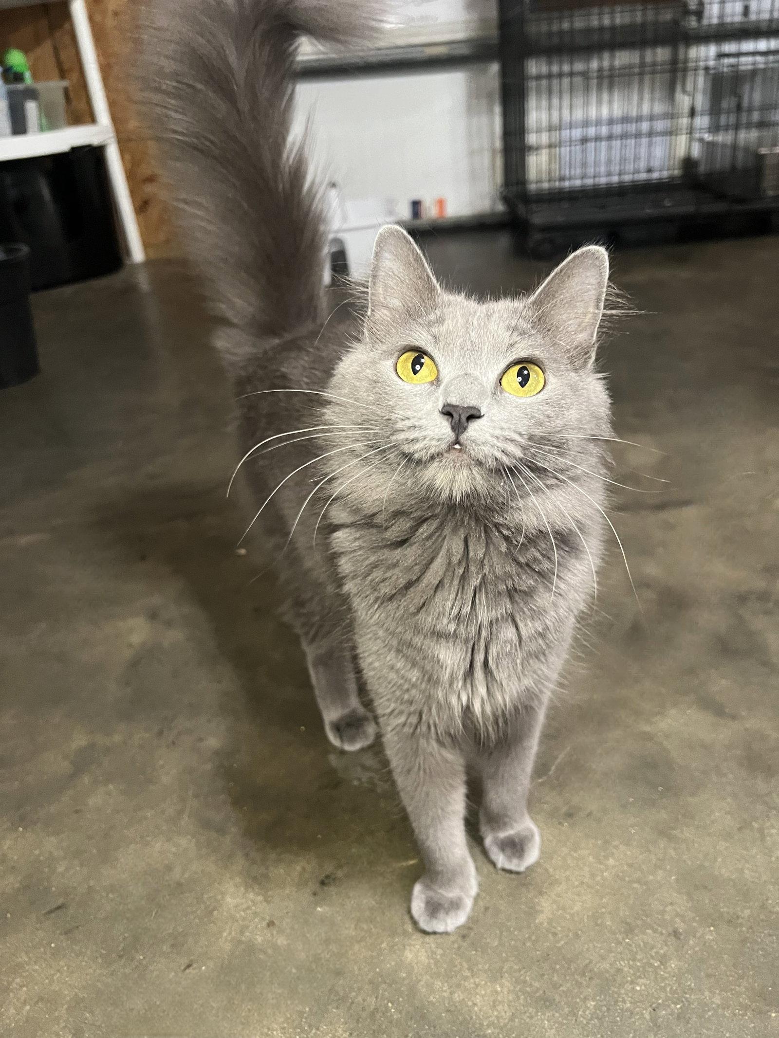 Clarissa, Adopted, Adult Female Domestic Medium Hair & Russian Blue.