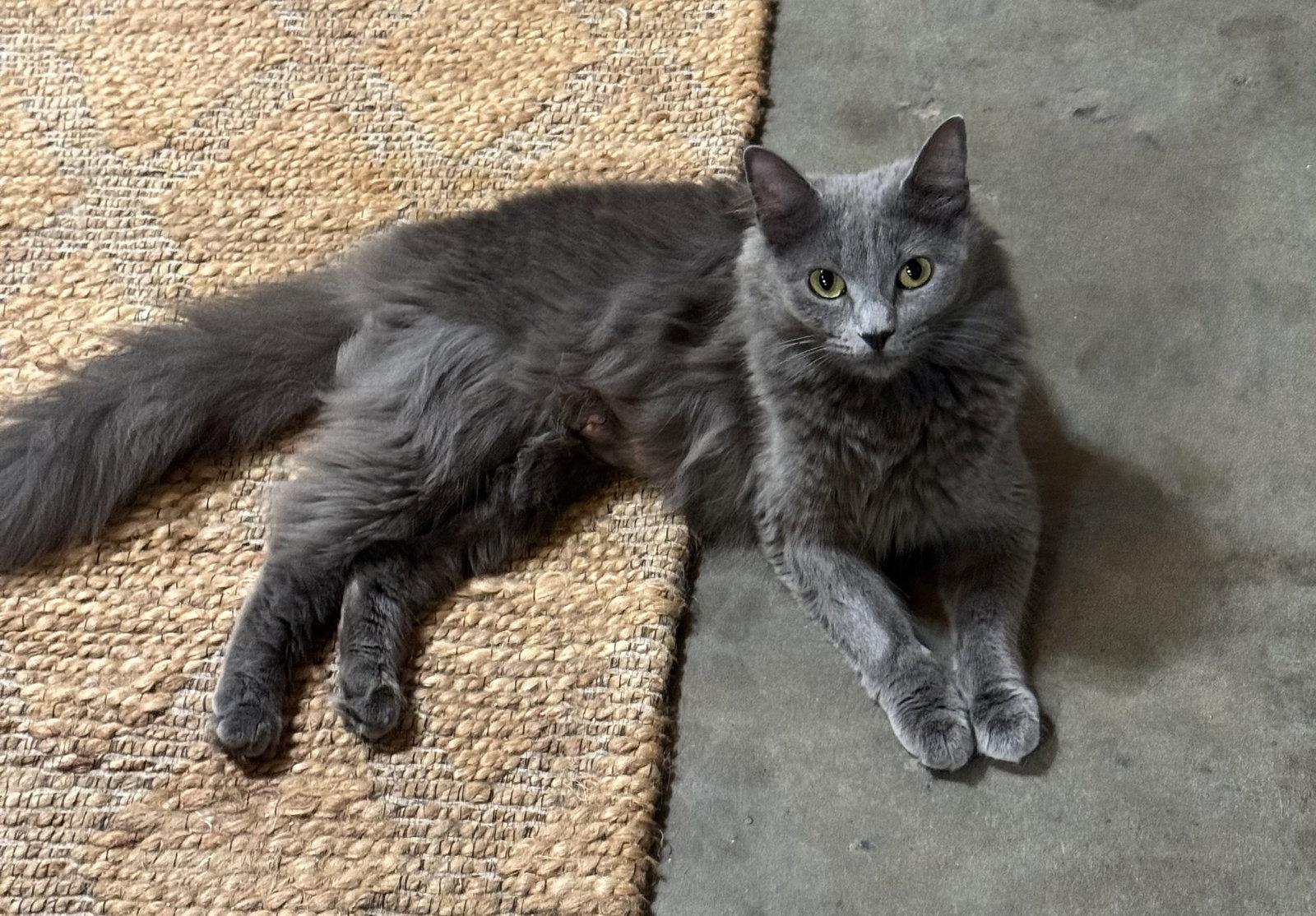 Clarissa, a Adopted mixed breed in Hammond, LA image 2/2
