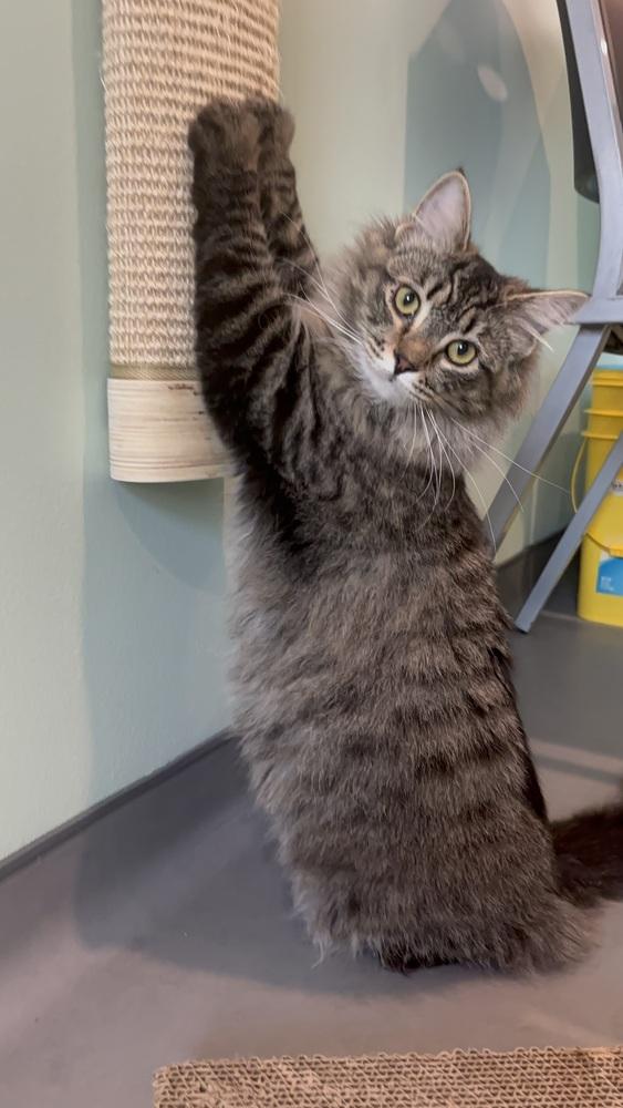 Ruth, Adoptable, Kitten Female Domestic Medium Hair.