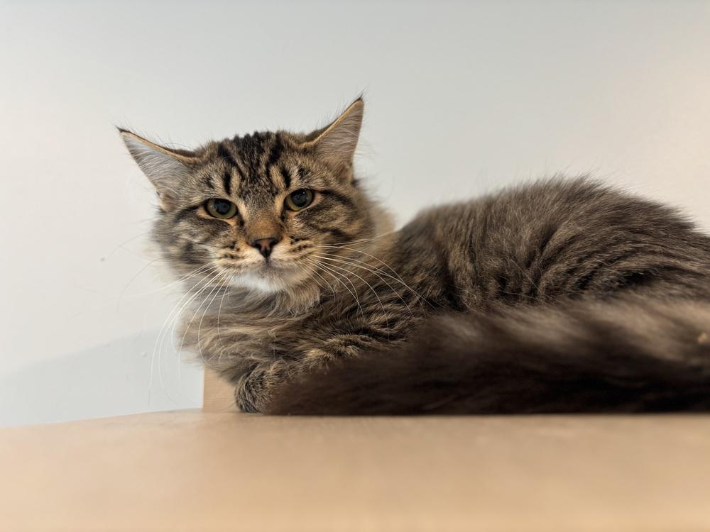 Ruth, Adoptable, Kitten Female Domestic Medium Hair.