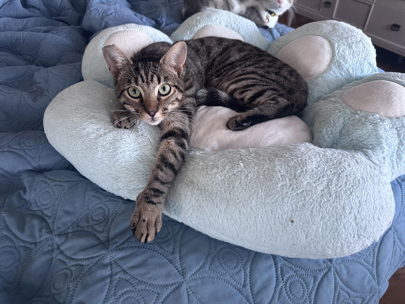 Honey & Bear thumbnail 2