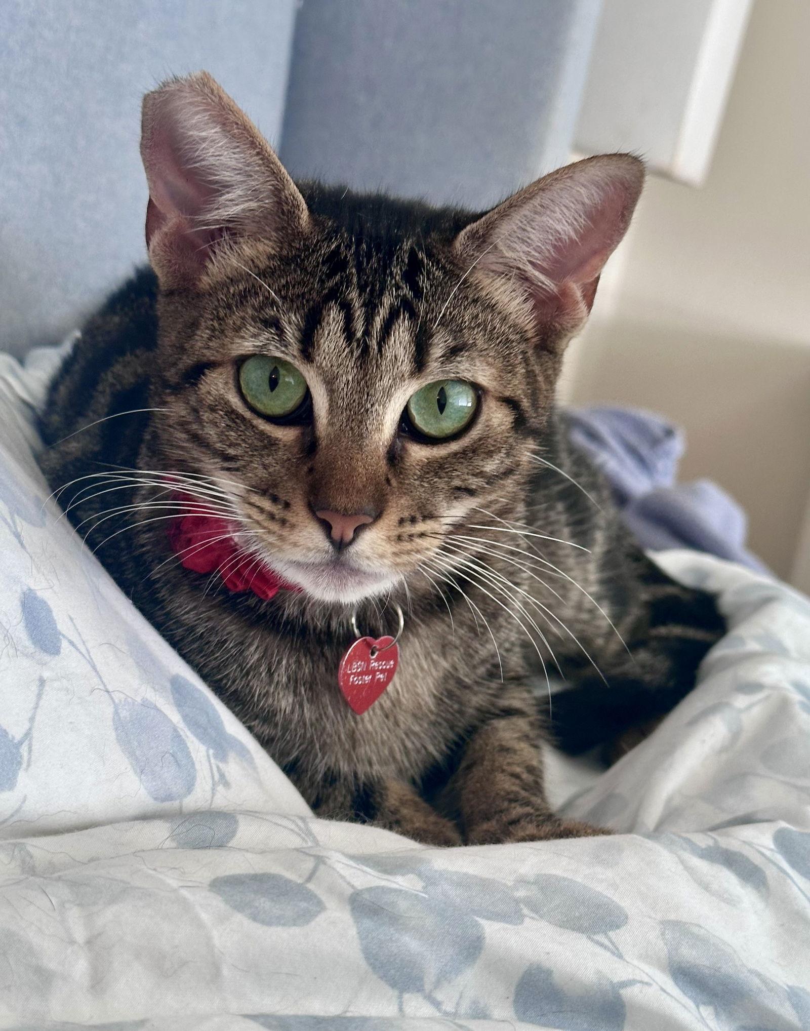 Honey & Bear, Adoptable, Young Male Bengal & Egyptian Mau.