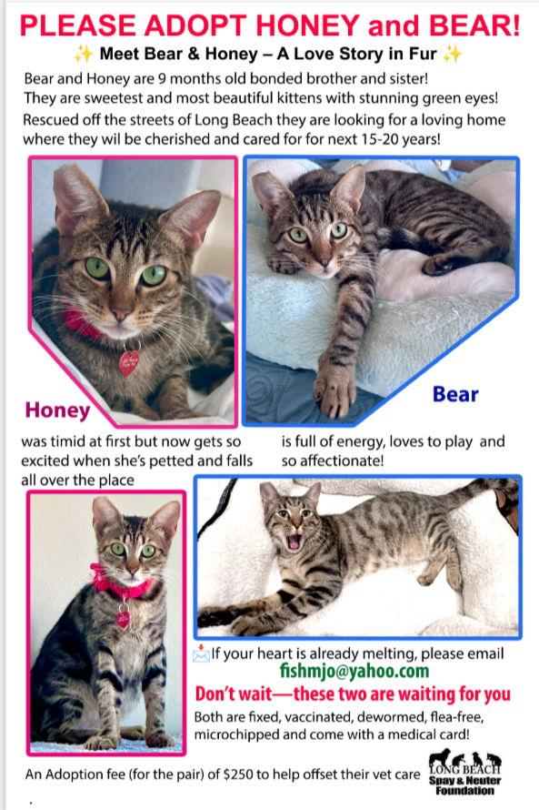 Honey & Bear thumbnail 3