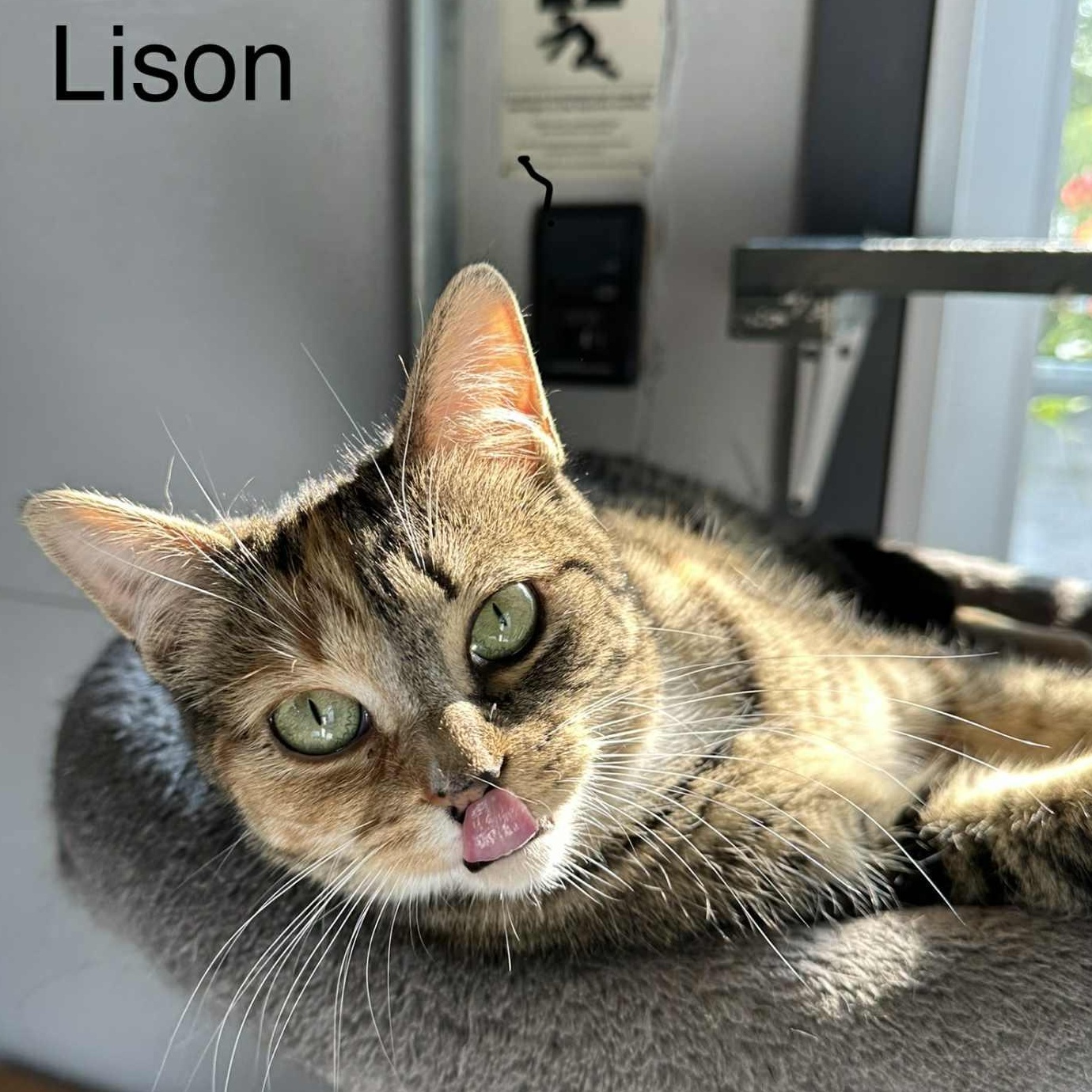Lison, a Adoptable Domestic Short Hair in Montreal, QC image 4/6