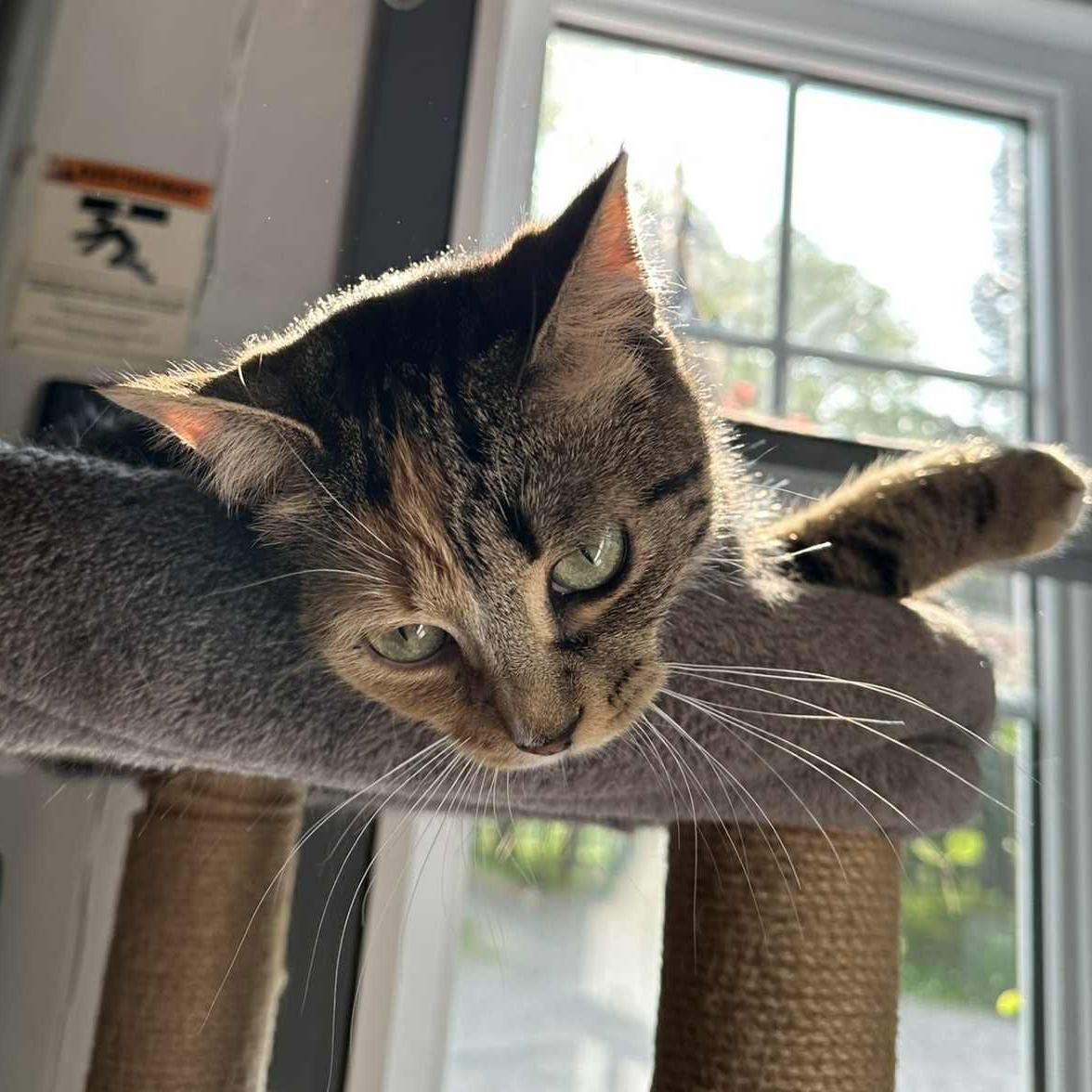 Lison, a Adoptable Domestic Short Hair in Montreal, QC image 6/6