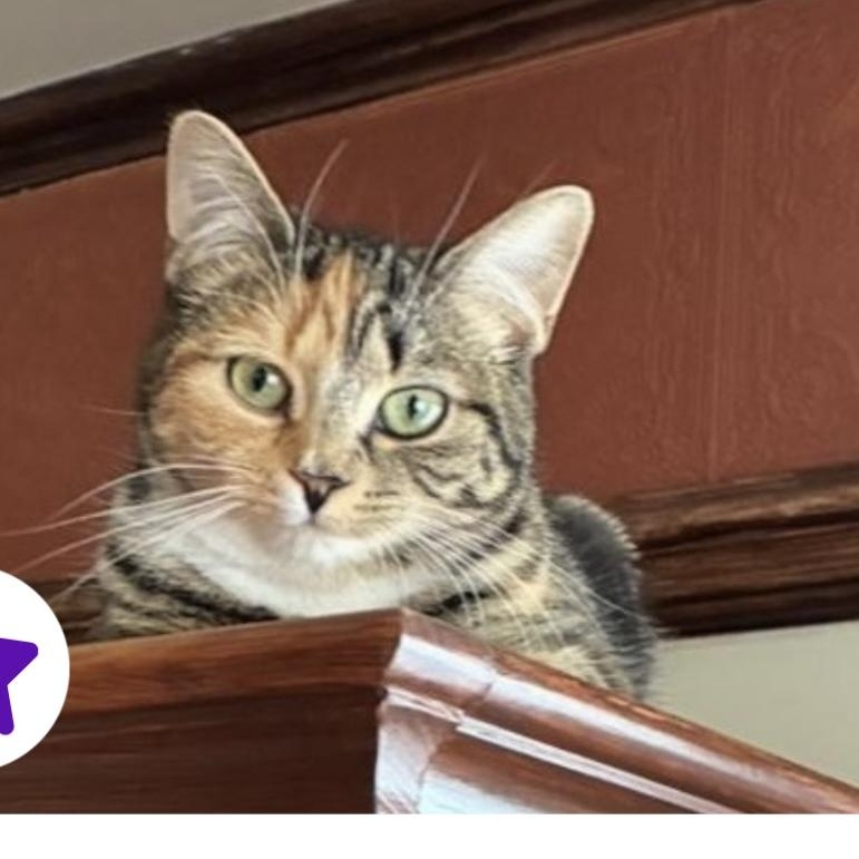 Lison, Adoptable, Young Female Domestic Short Hair.