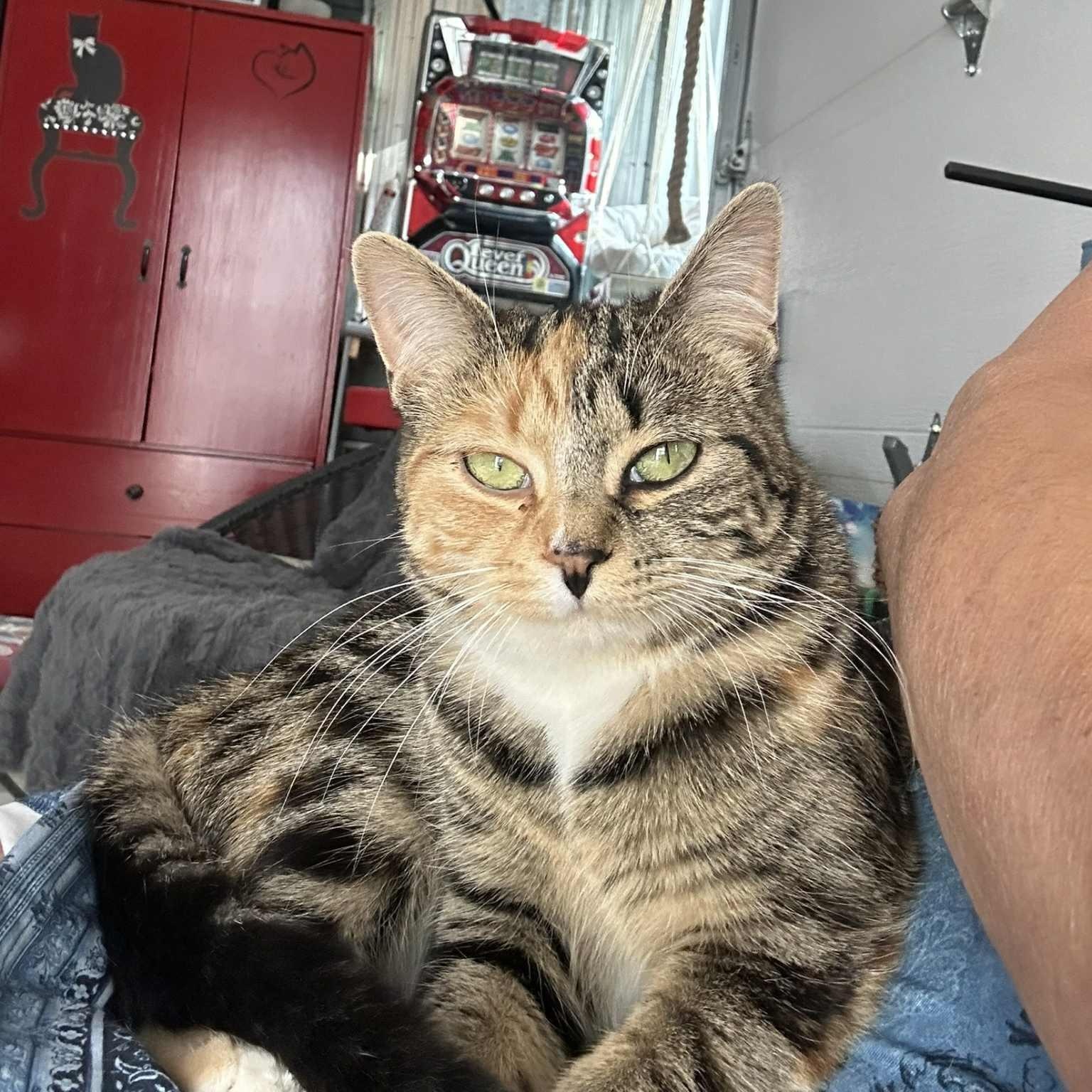 Lison, a Adoptable Domestic Short Hair in Montreal, QC image 5/6