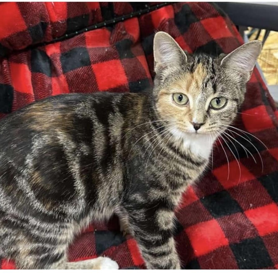 Lison, a Adoptable Domestic Short Hair in Montreal, QC image 2/6