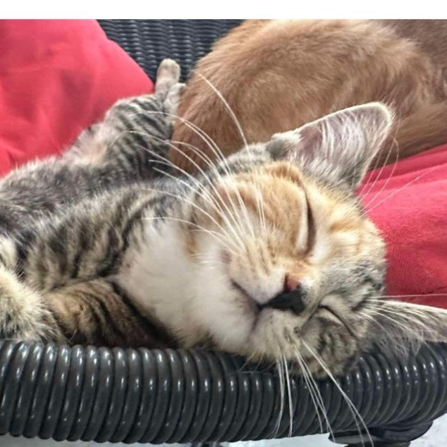 Lison, a Adoptable Domestic Short Hair in Montreal, QC image 3/6