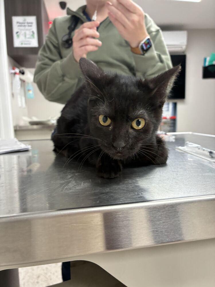Black Bird, Adoptable, Kitten Female Domestic Short Hair.