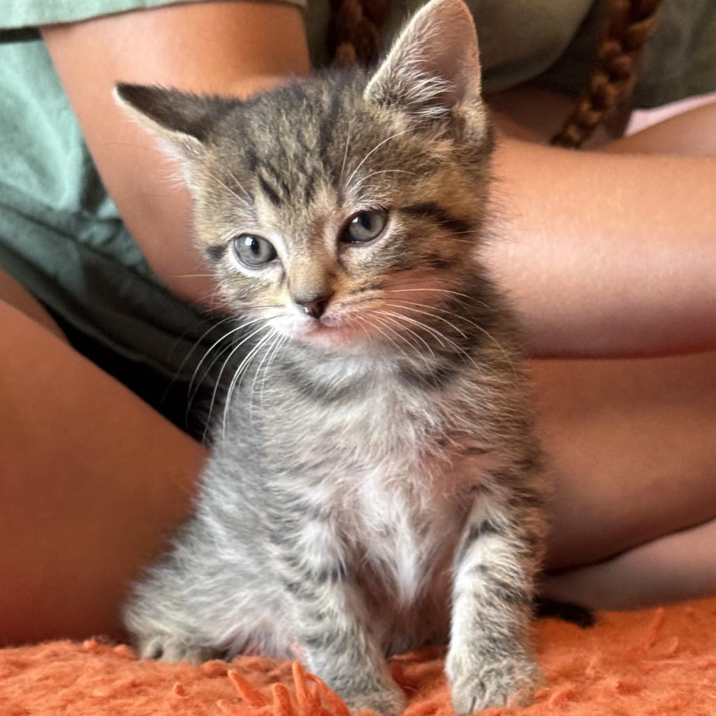 Clifford, a Adoptable Domestic Short Hair in North Canton, OH image 1/2